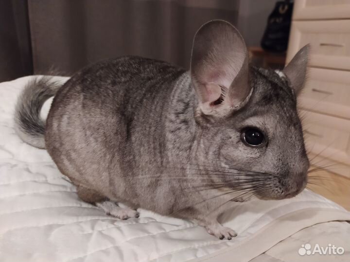 Отдадим шиншиллу в добрые руки