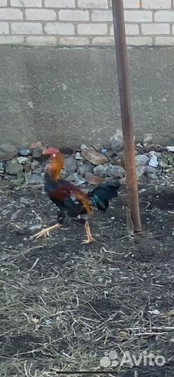 Бойцовый петух