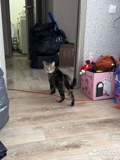 Кошка в добрые руки