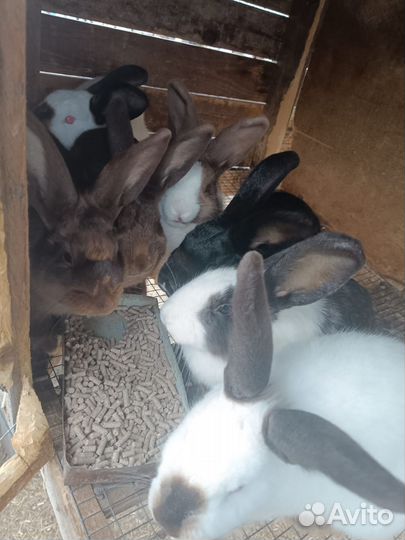 Продам кроликов