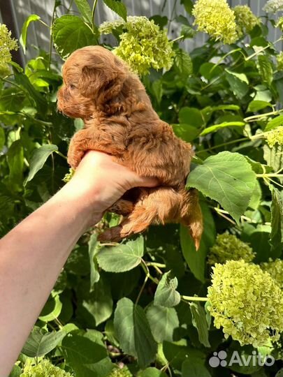 Щенки мальтипу premium F1