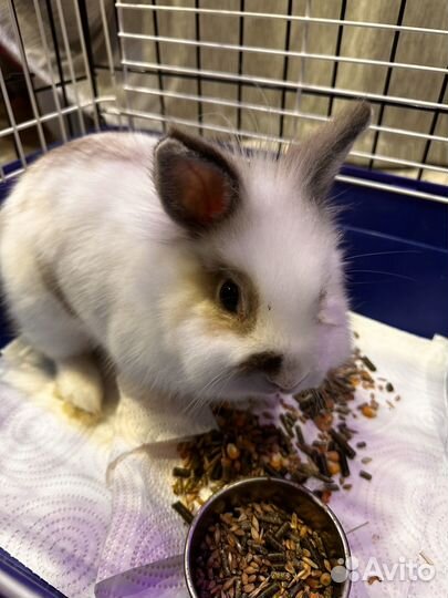 Декоративные кролики