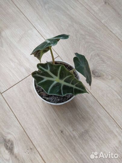 Алоказия Амазоника