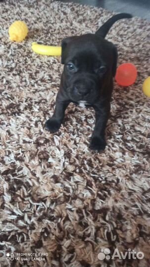 Питбультерьер вязка