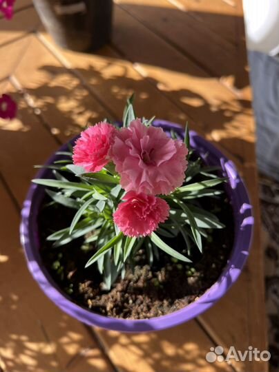 Гводика многолетняя вегетативная