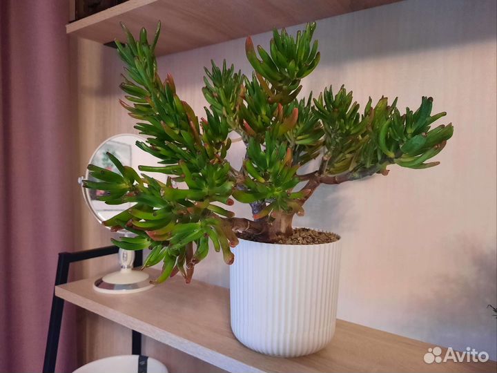 Крассула коралл