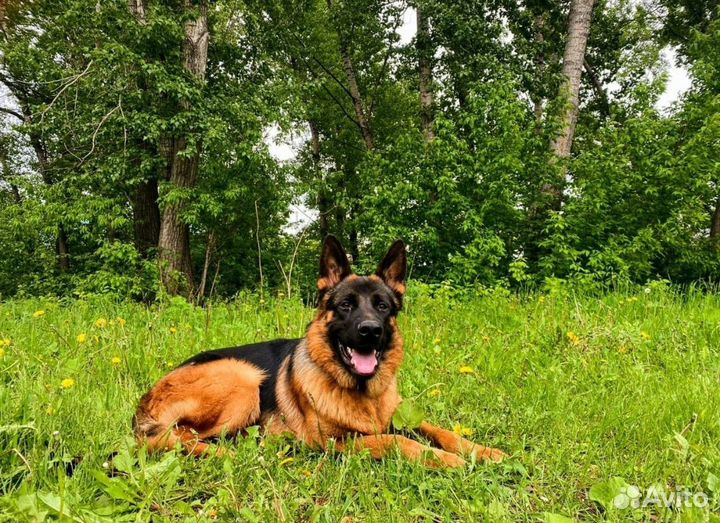 Немецкая овчарка вязка