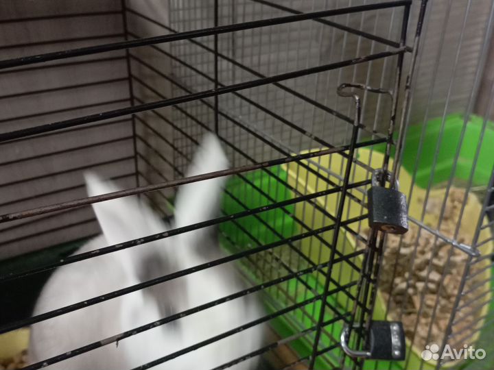 Декоративные кролики