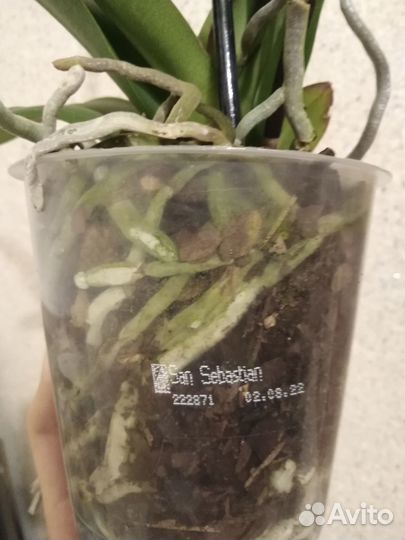 Сортовая цветущая орхидея San Sebastian