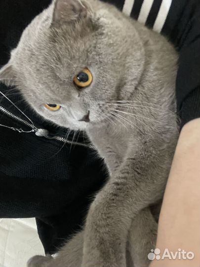 Кот в добрые руки