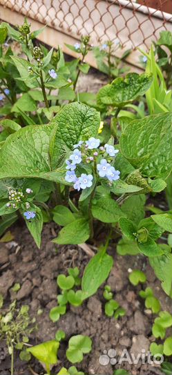Садовые цветы. Многолетники