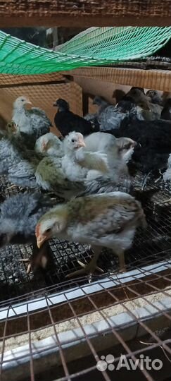 Цыплята подрощенные