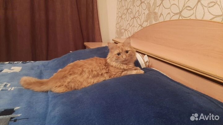 Кот в добрые руки