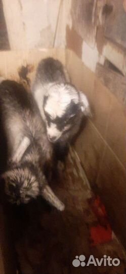 Козы и козлята