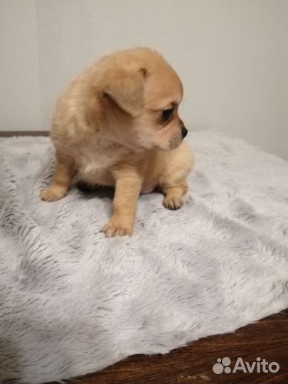 Щенки чихуахуа