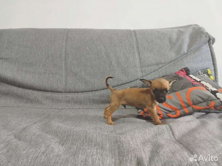 Чихуахуа, тойтерьеры, карликовые пинчеры Доставка