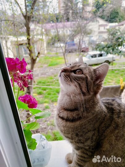 Кошка в дар