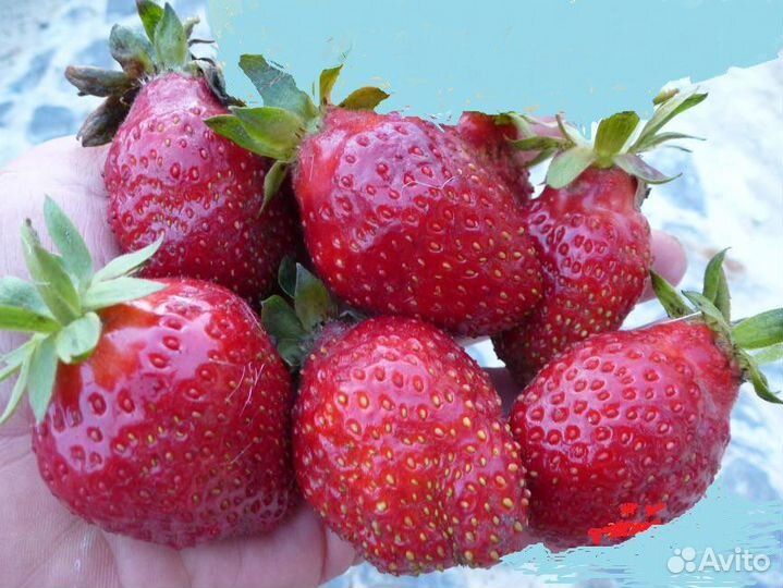 Рассада клубники в стаканчиках. Сорта разные