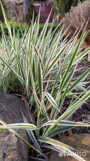 Колокольчик.Фалярис.Анемоны