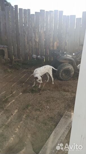 Собаки Далматин