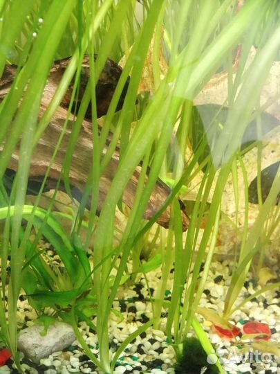 Валиснерия