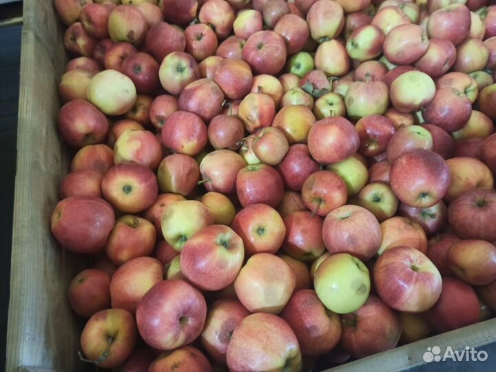 Яблоки Гала 2 сорт опт