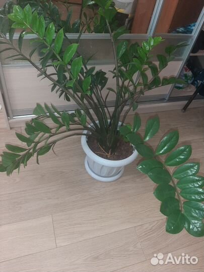 Замиокулькас