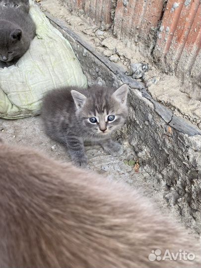 Котята бесплатно