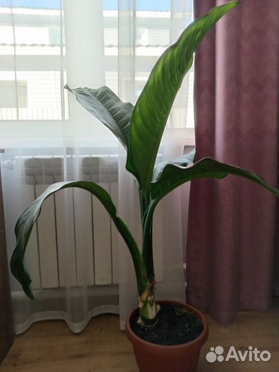 Диффенбахия