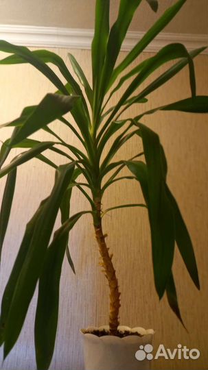 Гиппеаструм