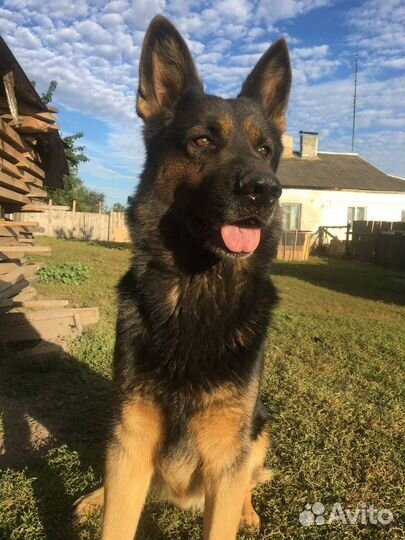 Кобель немецкой овчарки для случки