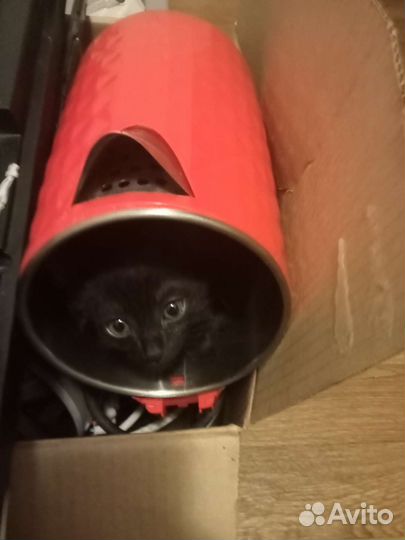 Котенок чудо мальчик