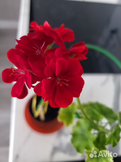 Герань плющелистная