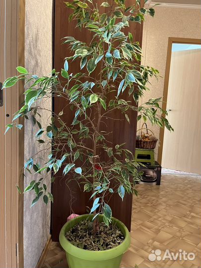 Фикус бенджамина пестролистный