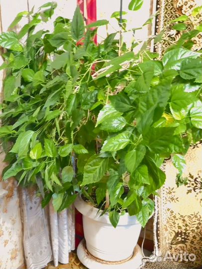 Цветок, дерево