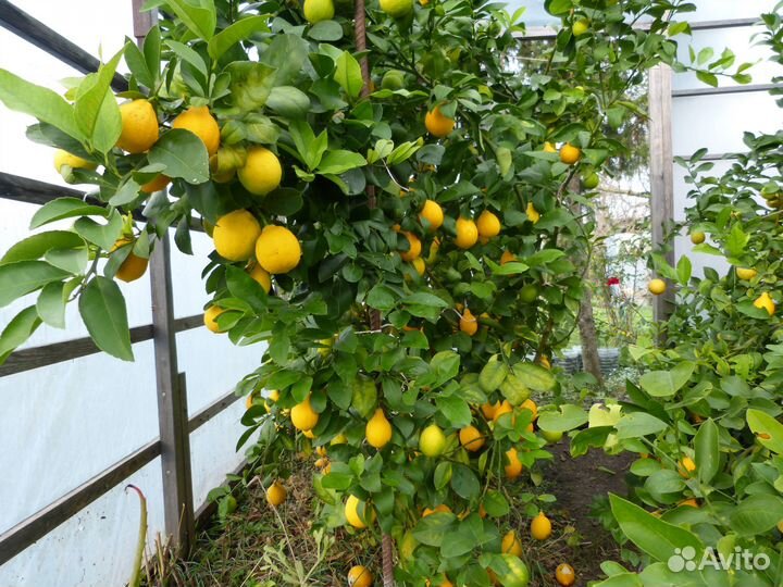 Деревья лимонов плодоносящие до 30 кг с дерева
