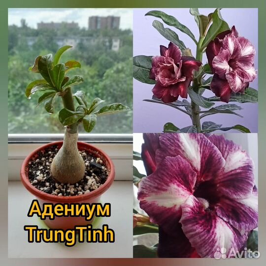Адениум (сортовые прививки)