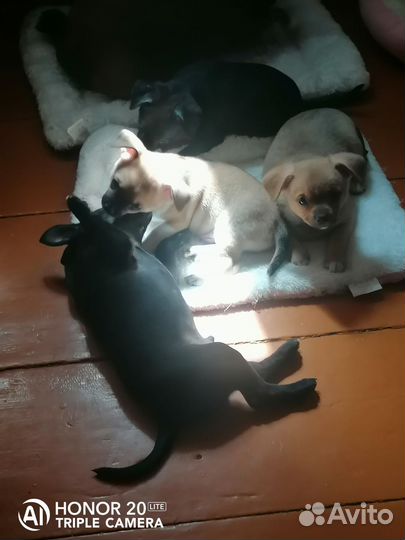 Щенки чихуахуа