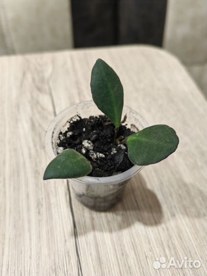 Хойи Разные