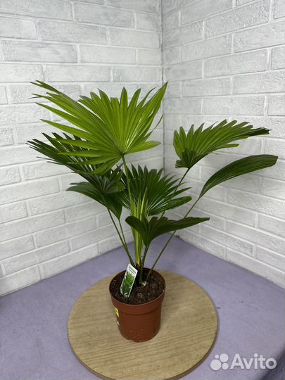 Пальма Ливистона