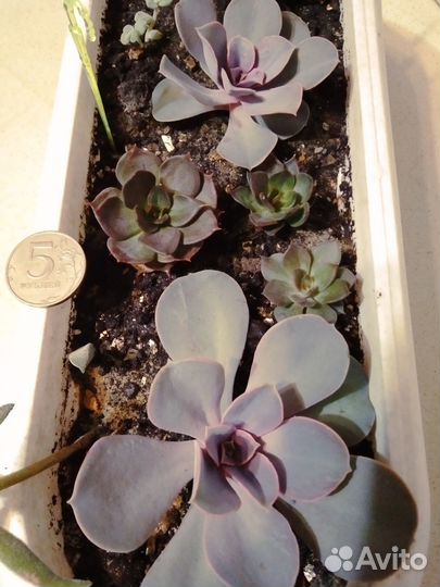 Суккуленты