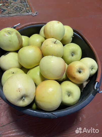 Яблоки домашние