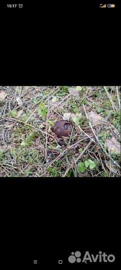 Лекарственные грибы