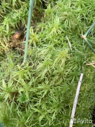 Мох сфагнум цена за 5 литров