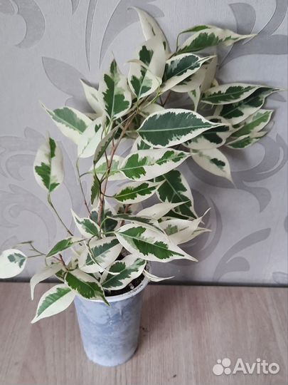 Фикус Бенджамин