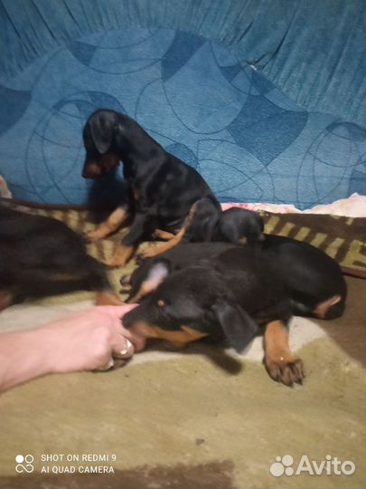 Доберманчики