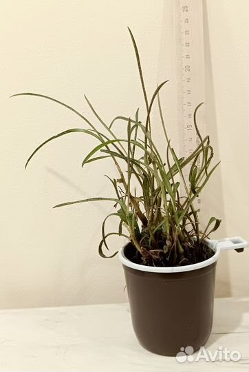 Диффенбахия Камилла, ледебурия