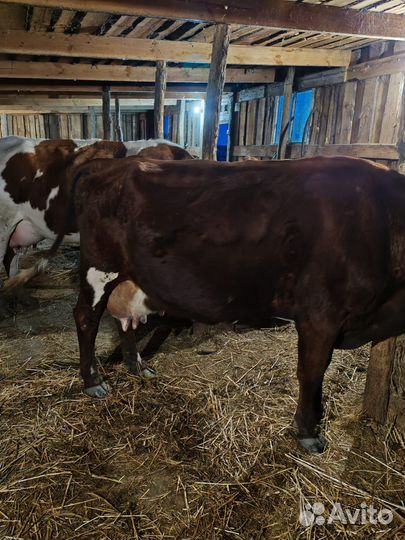 Коровы дойные молочные