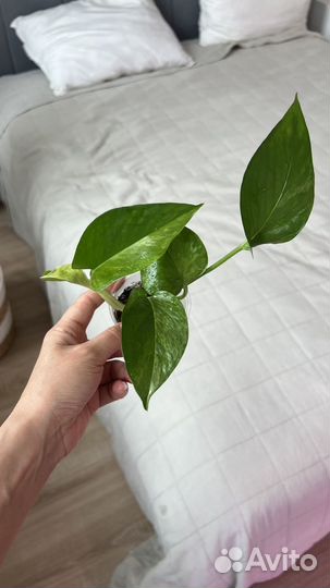 Эпипремнумы