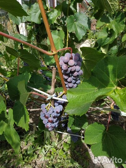 Саженцы винограда Мурс Эрли,Изабелла светлый